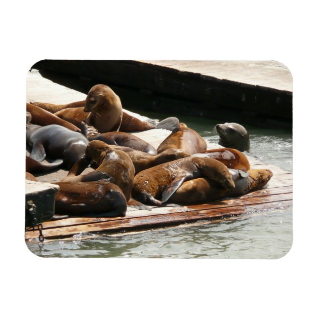 Magnet Flexible Lions de mer au soleil à San Francisco (Horizontal)