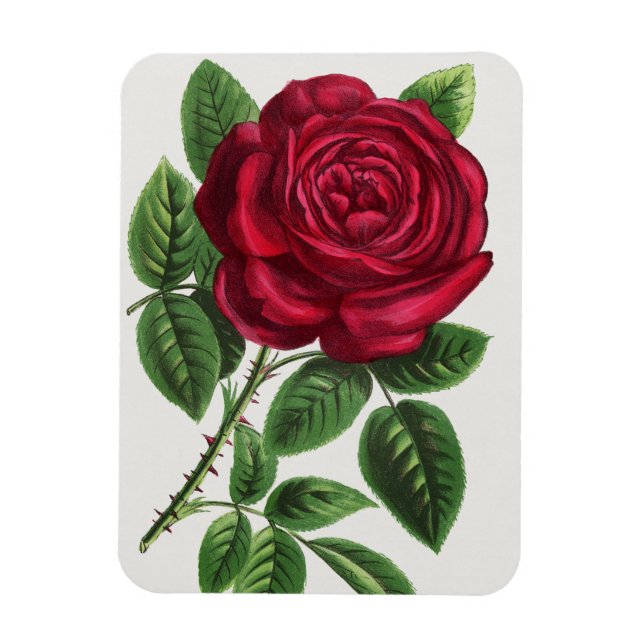 Magnet Flexible Lithographie de rose antique, François-Frédéric Gr (Vertical)