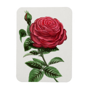 Magnet Flexible Lithographie de rose antique, François-Frédéric Gr