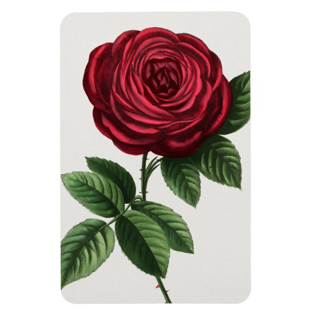 Magnet Flexible Lithographie de rose antique, François-Frédéric Gr (Vertical)