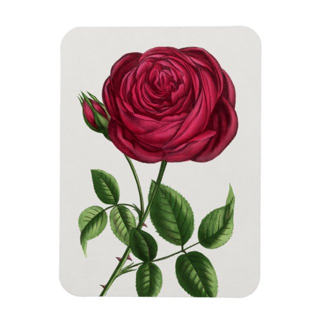 Magnet Flexible Lithographie de rose antique, François-Frédéric Gr (Vertical)