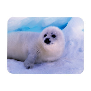 Magnet Flexible Little Harp Seal Pup Covered in Snowflakes