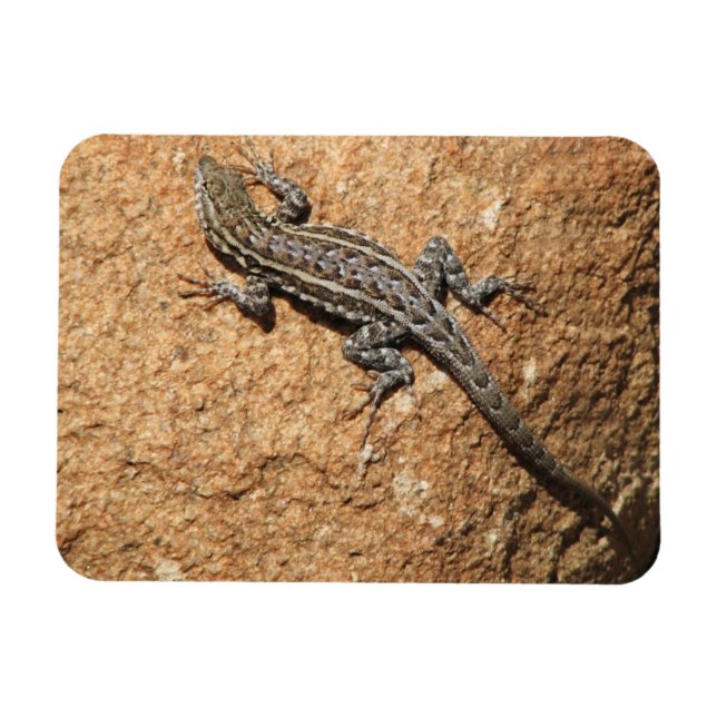 Magnet Flexible Lizard sur rocher (Horizontal)