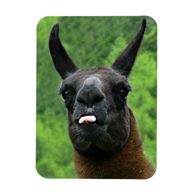 Magnet Flexible Llama avec attitude - Sticking out Tongue Photo (Vertical)