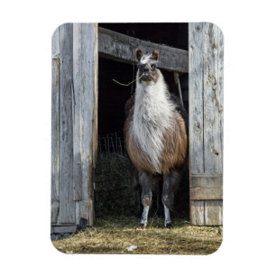 Magnet Flexible Llama, saluant la journée