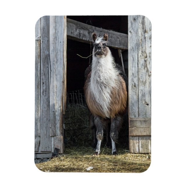 Magnet Flexible Llama, saluant la journée (Vertical)