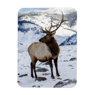 Magnet Flexible Lone Bull Elk dans la neige   Parc national de Yel