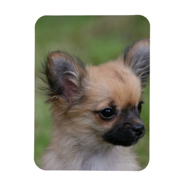 Magnet Flexible Long Haired Chihuahua Chiuppy regardant la caméra (Vertical)