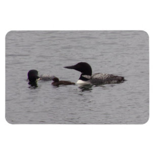 Magnet Flexible Loon Family sur le lac Aimant flexible