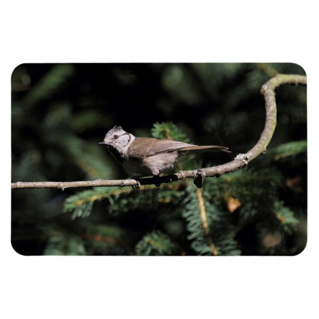 Magnet Flexible Lophophanes cristatus (Horizontal)