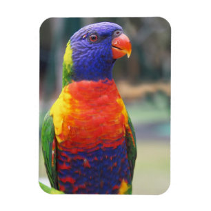Magnet Flexible Loriquet arc-en-ciel (Trichoglossus haematodus 2