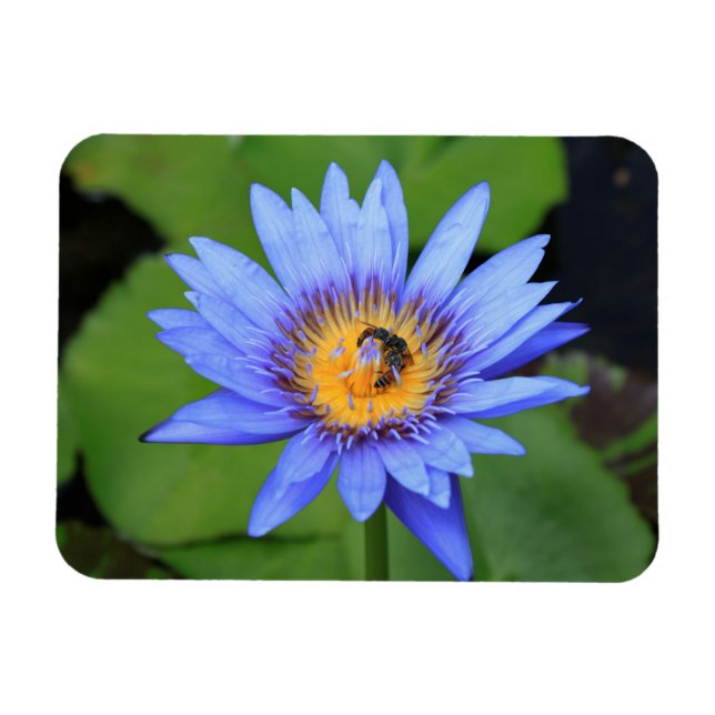 Magnet Flexible Lotus (Horizontal)