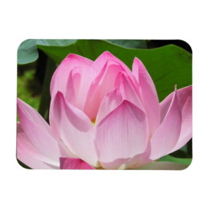 Magnet Flexible Lotus Bloom rose