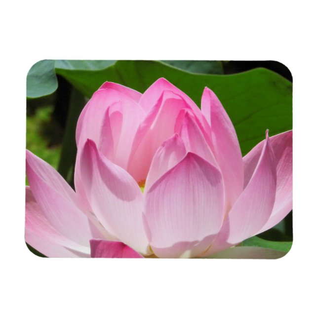 Magnet Flexible Lotus Bloom rose (Horizontal)