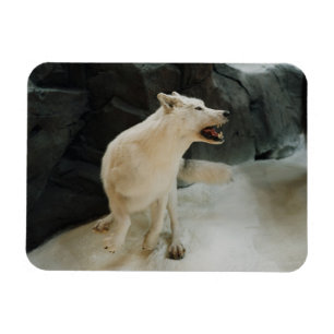 Magnet Flexible Loup blanc