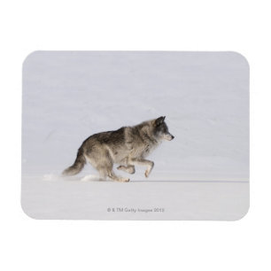 Magnet Flexible Loup courant dans la neige 2