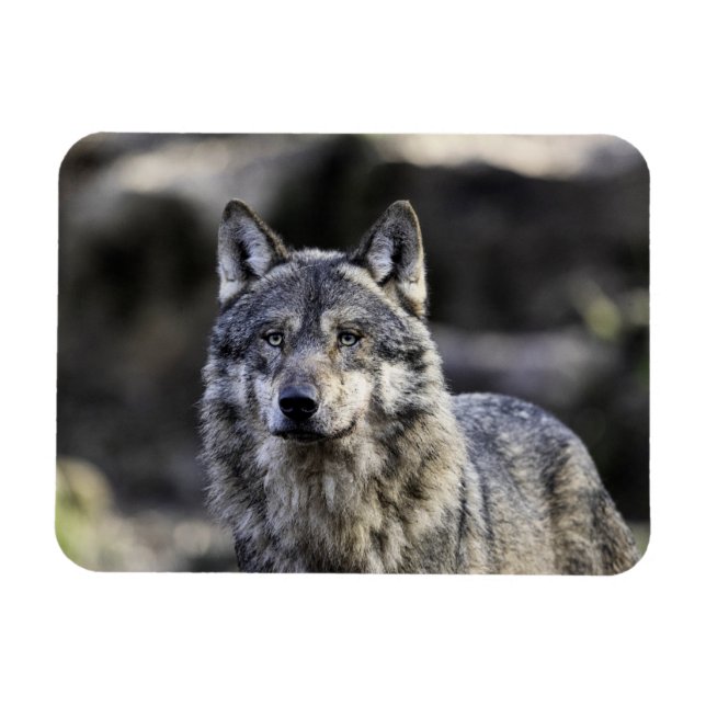 Magnet Flexible Loup gris (Horizontal)