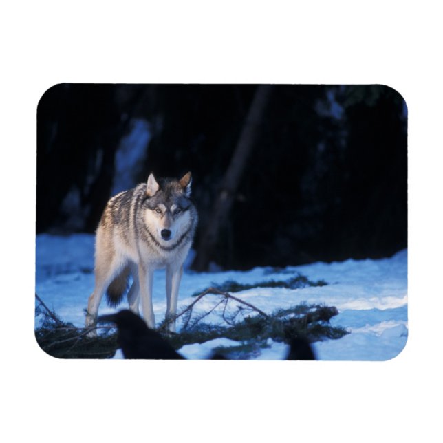 Magnet Flexible loup gris, Canis lupus, dans les contreforts (Horizontal)