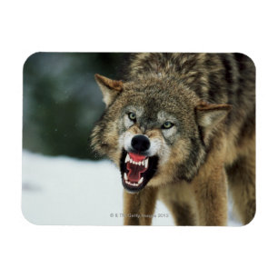 Magnet Flexible Loup gris de grondement