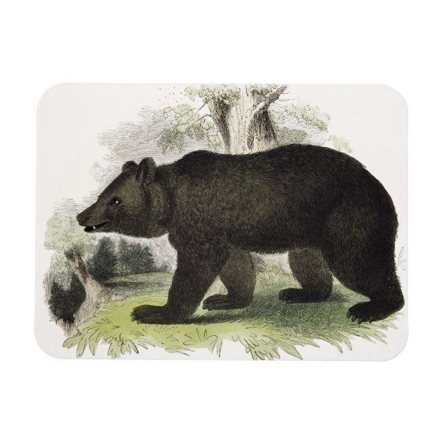Magnet Flexible L'ours Brown, pub d'illustration pédagogique. par  (Horizontal)