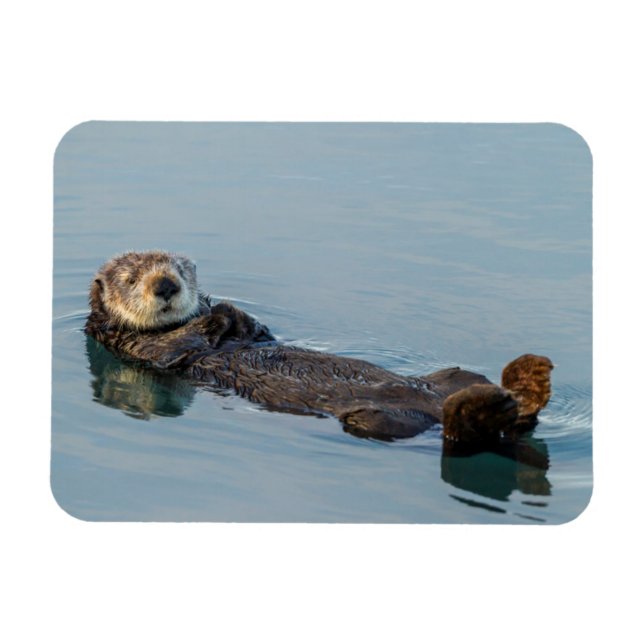 Magnet Flexible Loutre de mer flottant sur le dos dans l'océan (Horizontal)