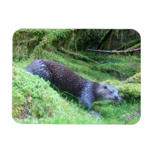 Magnet Flexible Loutre de rivière Eaux tranquilles Animaux Art de