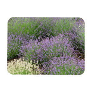 Magnet Flexible Lovely Lavender
