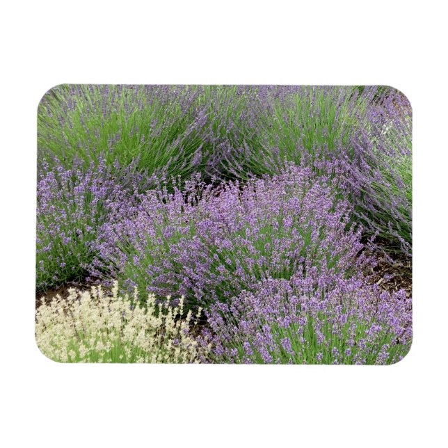 Magnet Flexible Lovely Lavender (Horizontal)