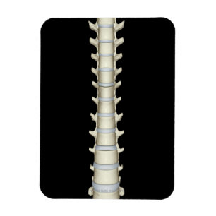 Magnet Flexible Lumbar et Vertebrae Thoracique