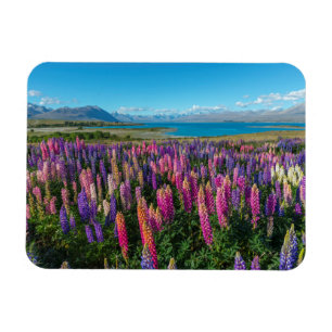 Magnet Flexible Lupines de Russle au lac Tekapo   Nouvelle Zéland