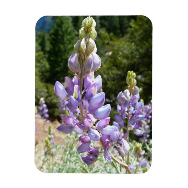 Magnet Flexible Lupins de montagne à Yosemite (Vertical)
