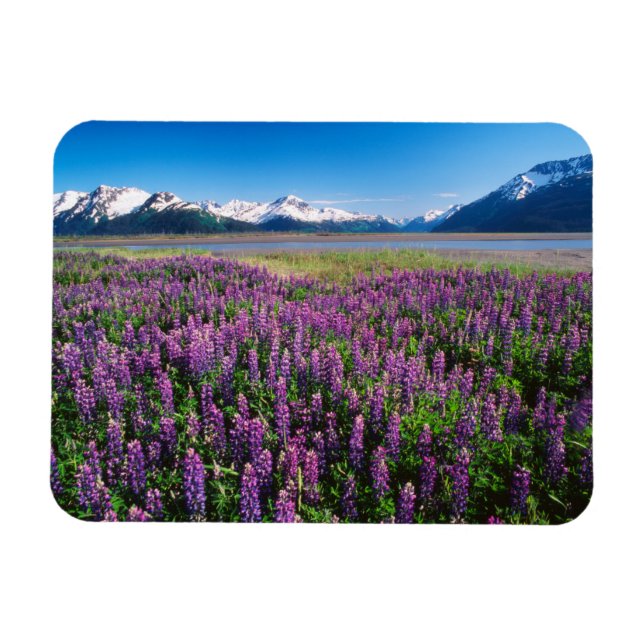 Magnet Flexible Lupins en fleurs | Montagnes Kenai, Alaska (Horizontal)