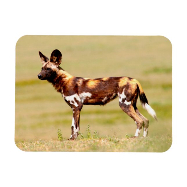 Magnet Flexible Lycaon Pictus Debout (Horizontal)