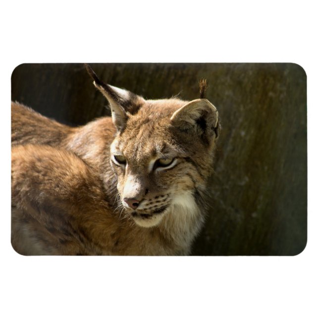 Magnet Flexible Lynx eurasien (Horizontal)