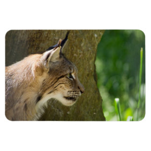 Magnet Flexible Lynx eurasien