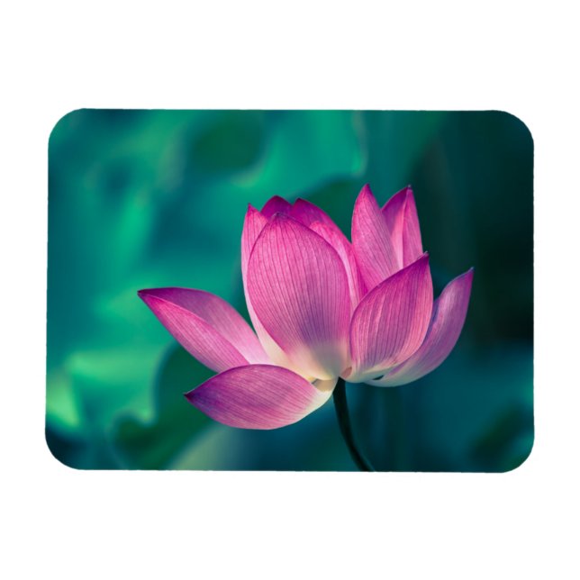 Magnet Flexible Lys d'eau Lotus (Horizontal)