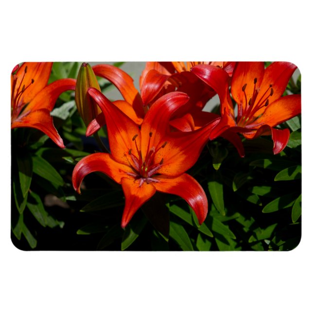Magnet Flexible Lys orangé rose foncé (Horizontal)
