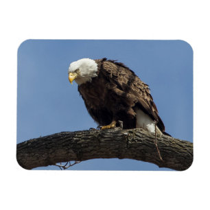 Magnet Flexible M. Sérieux