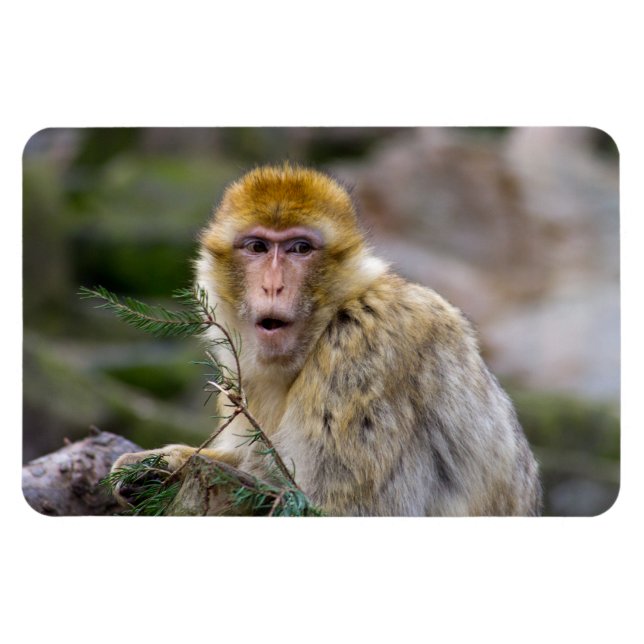 Magnet Flexible Macaca sylvanus (Horizontal)