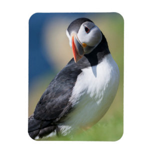 Magnet Flexible Macareux Atlantique (Fratercula Arctica) Sur Une F