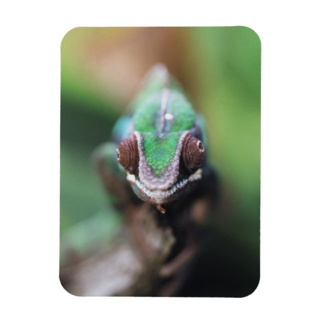 Magnet Flexible Madagascar, Caméléon panthère à barre rouge (Vertical)