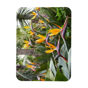 Magnet Flexible Madeira - Birds of Paradise