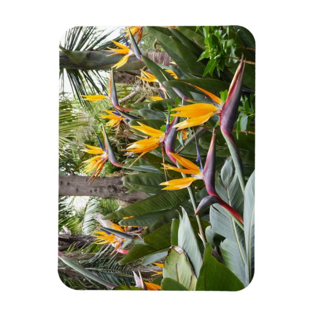 Magnet Flexible Madère - Birds of Paradise (Vertical)