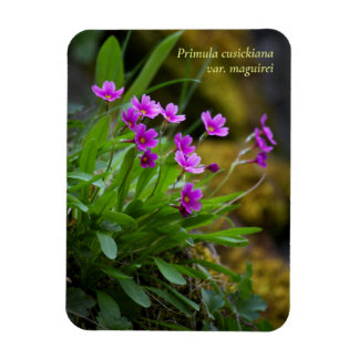 Magnet Flexible Magenta Maguire Primrose Fleur sauvage © Sandy Lon