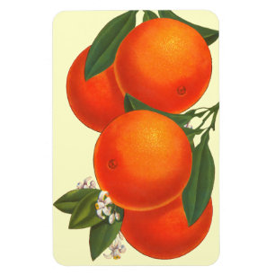 Magnet Flexible Magnat d'oranges d'art rétro