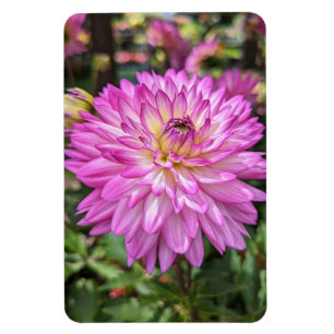 Magnet Flexible Magnat photo à fleurs Dahlia