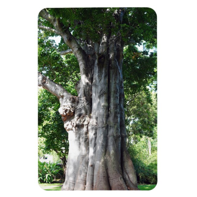 Magnet Flexible Magnat photo de l'arbre du baobab (Vertical)