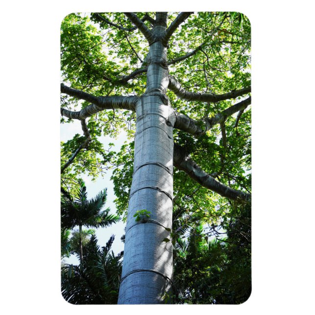 Magnet Flexible Magnat photo de l'arbre Quipo (Vertical)