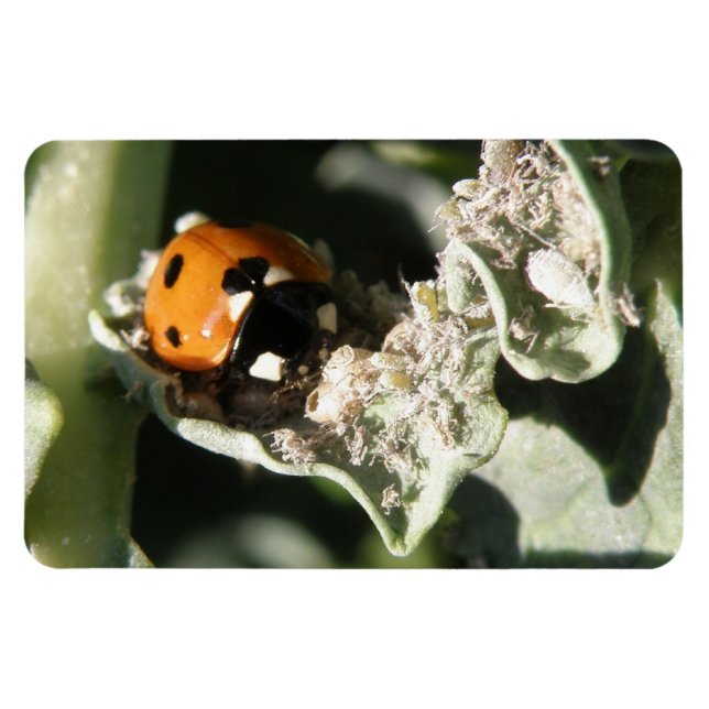 Magnet Flexible Magnat Premium 7 points Ladybug britannique (Horizontal)