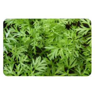 Magnet Flexible Magnat Premium Carrot Tops